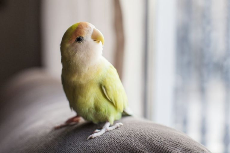 Choosing the Right Mist Humidifier for Your Bird’s Health