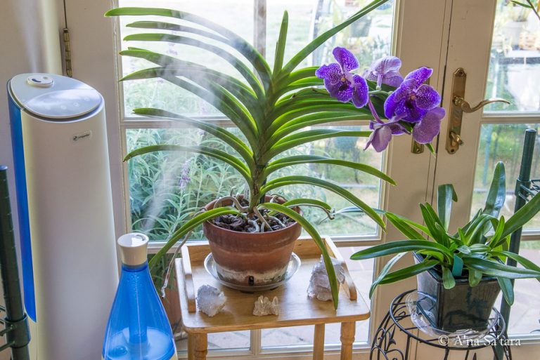 Mist Humidifiers for Plants: Benefits & Common Mistakes