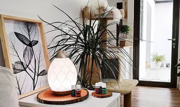 Best Humidifiers for House Plants: A Comprehensive Guide & Review