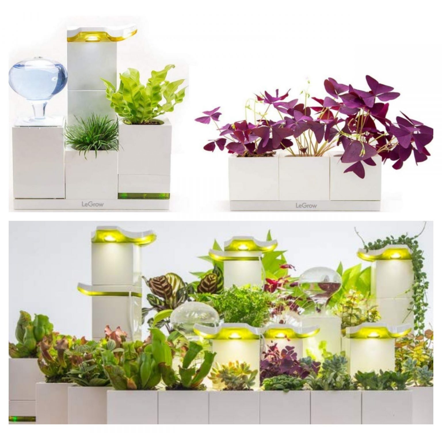 Best Humidifier For House Plants for 2022